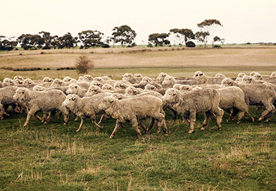 Honest Wool Journey - Wool Production Journey - Helen Kaminski