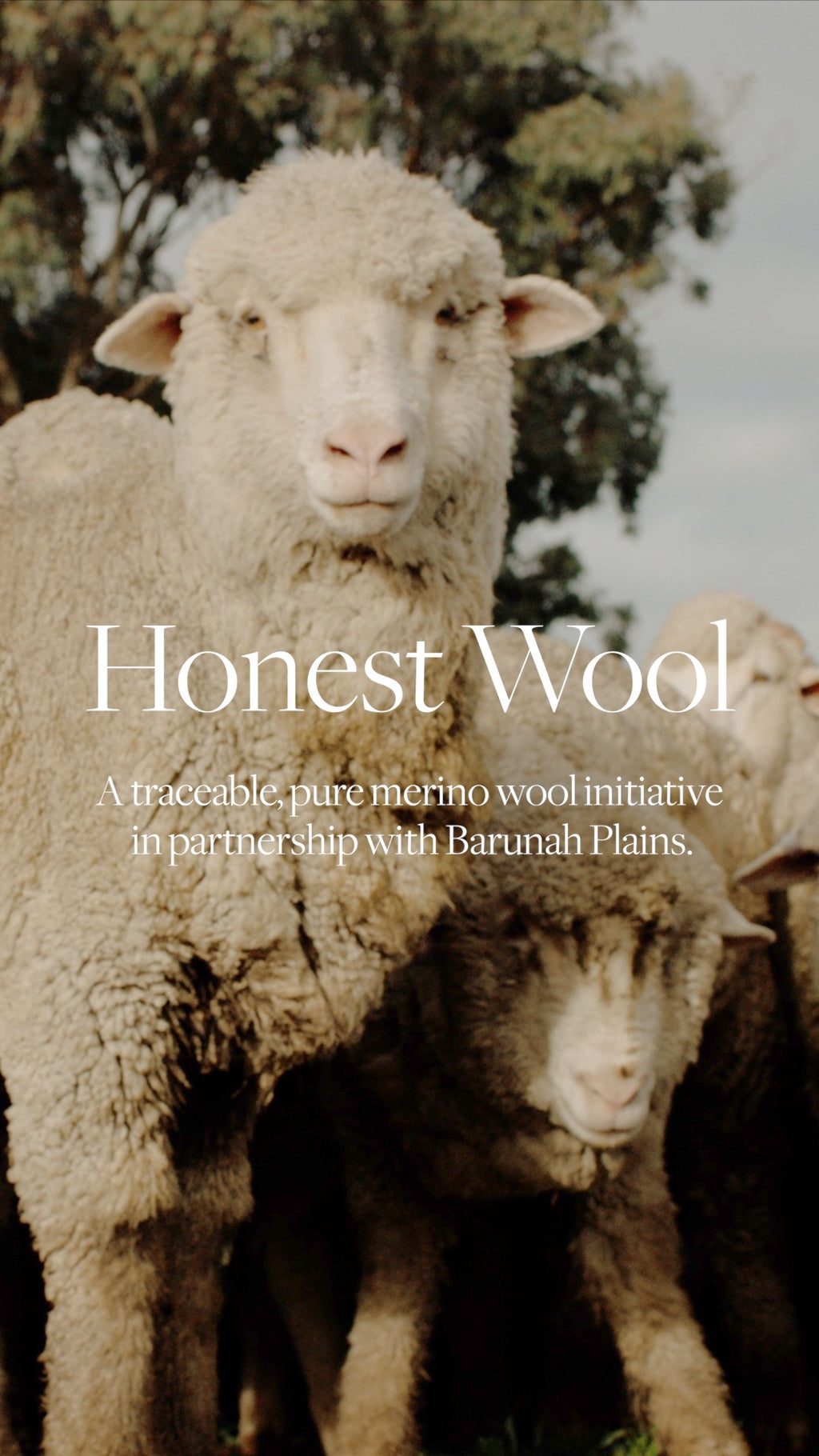 Honest Wool - Partners with Barunah Plains - Helen Kaminski