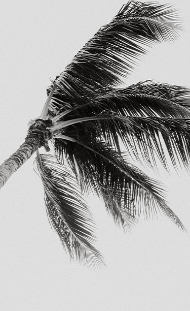 What is Raffia - Raffia vs Straw & More - Helen Kaminski